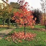 Delle Rose 4*
